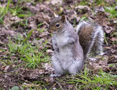 Gray Squirrel