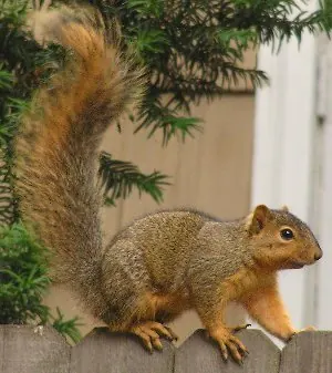 Eastern Fox Squirrel