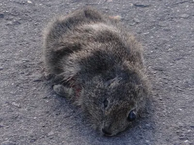 Common Yellow-toothed Cavy