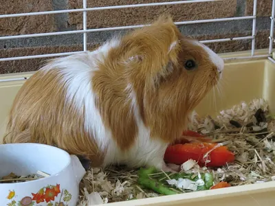 Domesticated Guinea Pig
