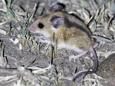 Gray Glimbing Mouse