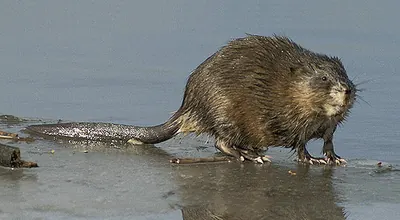 Common Muskrat