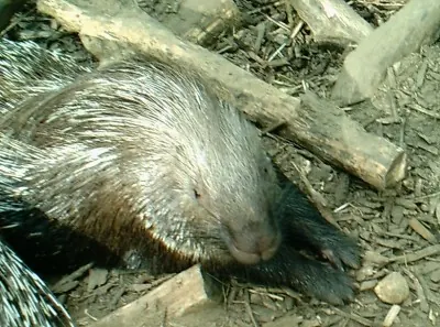 Cape Porcupine