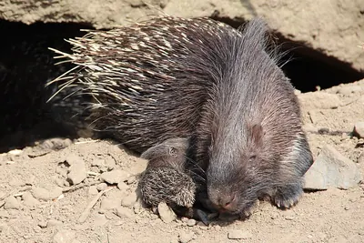 Crested Porcupine