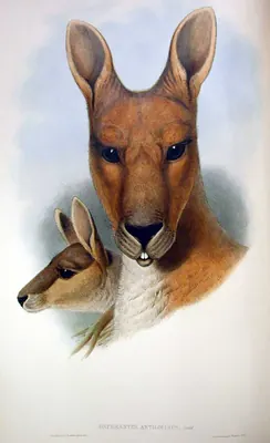 Antilopine Kangaroo