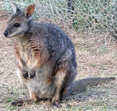 Dama Wallaby