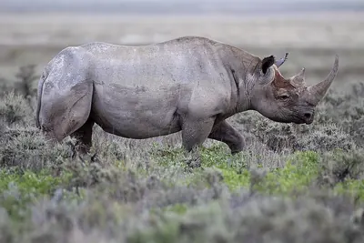 Browse Rhinoceros