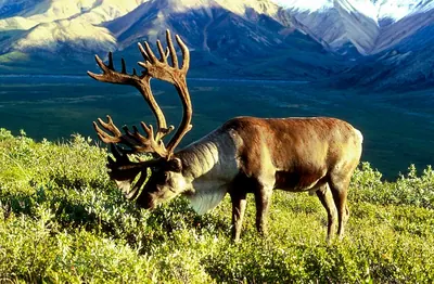 Rangifer tarandus