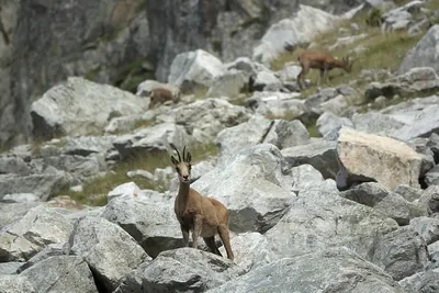 Southern Chamois