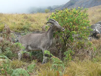 Nilgiri Tahr