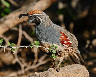 Gambel's Quail