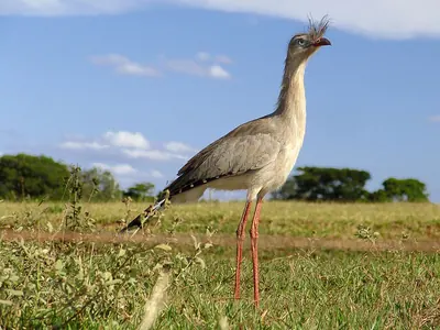 Red-legged Seriema