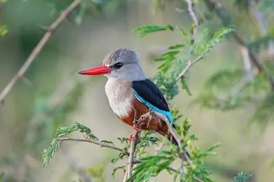Chestnut-bellied Kingfisher