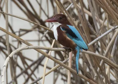 White-throated Kingfisher