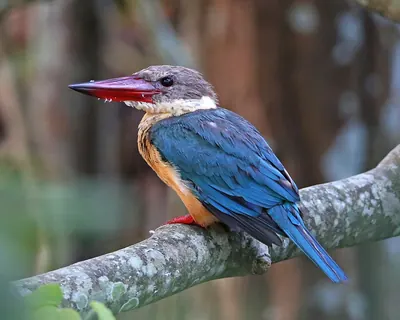Stork-billed Kingfisher