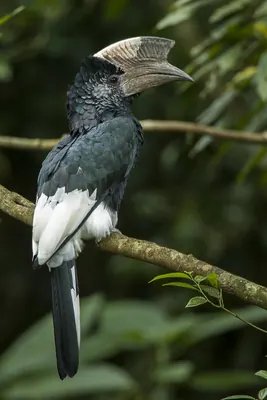Black-and-white-casqued Hornbill