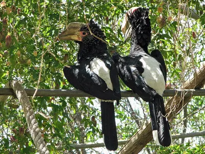Silvery-cheeked Hornbill