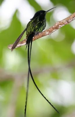 Black-billed Streamertail
