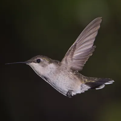 Ruby-throated Hummingbird