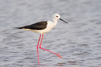 Black-winged stilt