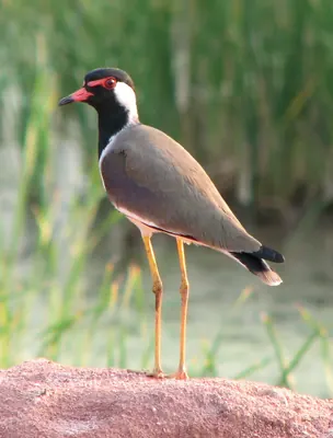 Red-wattled Lapwing