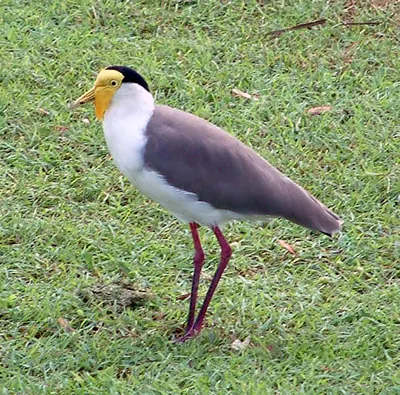 Masked Lapwing