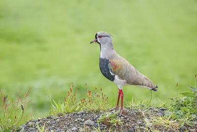 Southern Lapwing