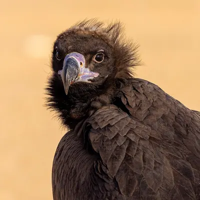 Eurasian Black Vulture