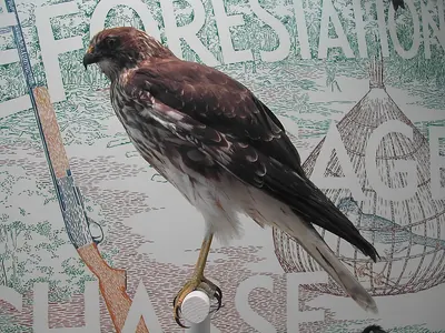 Reunion Marsh-harrier