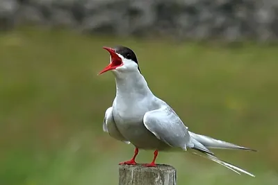 Arctic Tern