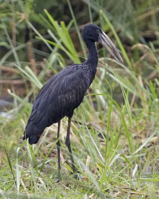 African Openbill