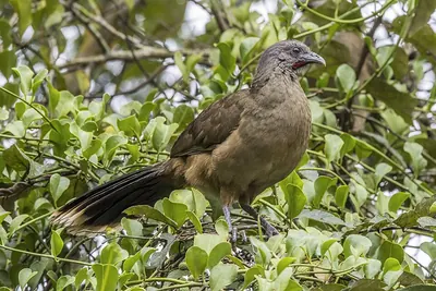 Plain Chachalaca