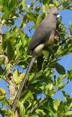 White-backed Mousebird