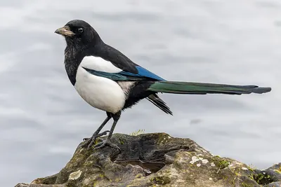 Eurasian Magpie