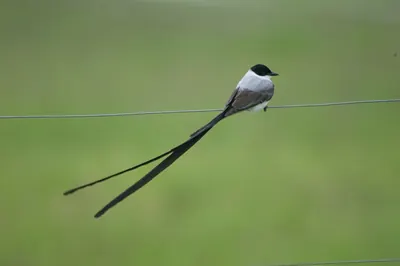 Fork-tailed Flycatcher