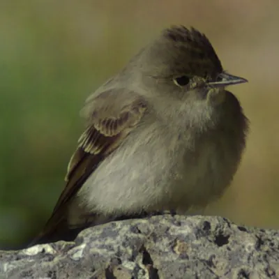 Western Wood Pewee