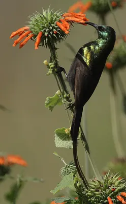 Bronze Sunbird