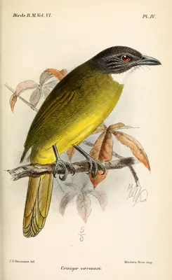 Red-tailed Bulbul