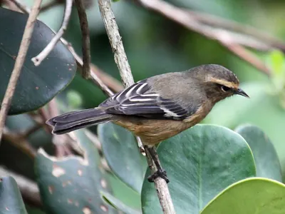 Cinereous Conebill