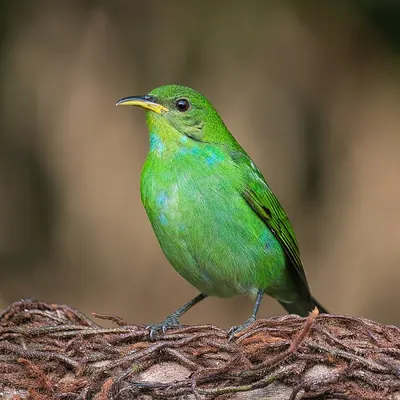 Green Honeycreeper