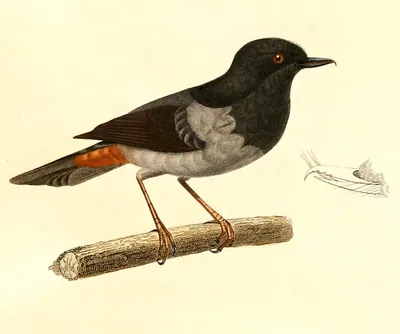 Grey-bellied Flowerpiercer