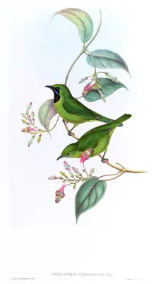 Lesser Green Leafbird
