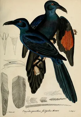 Forest Chestnut-winged Starling