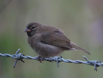 Yellow-faced Grassquit