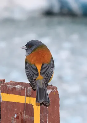 Patagonian Sierra Finch