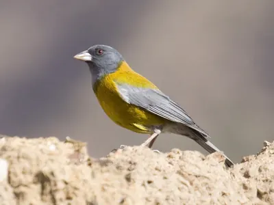 Peruvian Sierra-finch