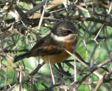 Cape Batis