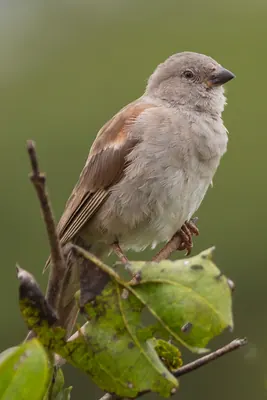 Grey-headed Sparrow