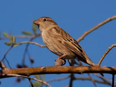 Spanish Sparrow