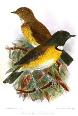 Swynnerton's Robin